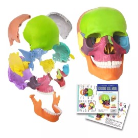 Generies Modelo De Cráneo Explosivo De Anatomía  15 Piezas