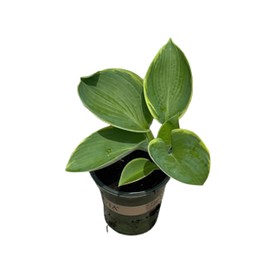 Live Perennial Hosta - Francis Williams (3 Per Pack), Beautiful Accent Plant, 10" Tall by 6" Wide in 1 Quart Pot