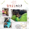 FOily TOily Dog Toy, Chewing Toy, Durable, Stuffed Animal for