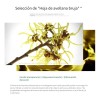 Crema Facial Antiacné Piel Grasa 20g Ebug Todo Tipo Noche
