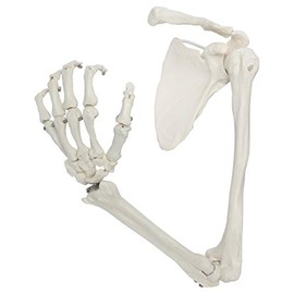 Axis Scientific Human Arm Skeleton Model, Life Size Left Anatomical Arm, Includes All Arm Bones Plus Clavicle, Scapula and Articulated Hand Bone â Includes Detailed Product Manual and 3 Year Warranty