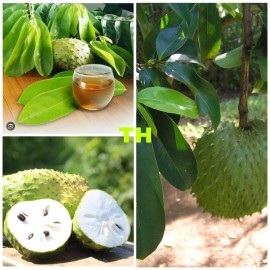 Tropical Leaves 100Fresh Organic Soursop Graviola Guyabano Guanábana Anno