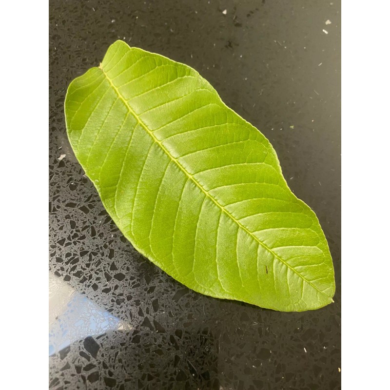 100% Pure 25 Guava Leaves