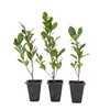 3 Indian Laurel Figs – Live Ficus Nitida Plant –