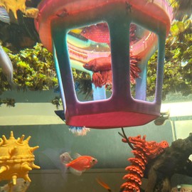 HOZOE Aquarium Betta Hammock, Betta Hideout & Cave, Floating Feeding Ring for Fish and Shrimp, Aquarium Floating Decoration Accessory (Color)