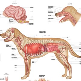 Anatomy Lab Canine Internal Anatomy Poster, LAMINATED, Veterinary Anatomy and Physiology, 17.3 x 22.5 Inches, Dog Internal Organ Diagram, Animal Anatomical Chart for Education Learning and Students