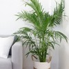 American Plant Exchange Cat Palm – 10-Inch Pot – Live