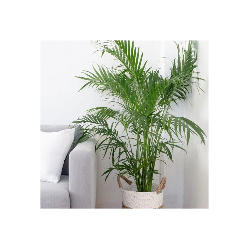 American Plant Exchange Cat Palm – 10-Inch Pot – Live