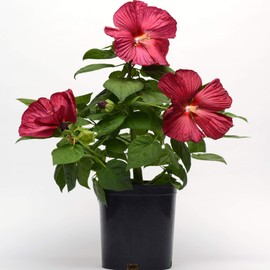 Outsidepride Hibiscus Luna Red Flower Plant Seed - 10 Seeds