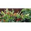 Home-Growth Hot- Crunchy White Eagle Claw Chili Pepper - 30