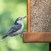 Bird Morning Song Sunflower Hearts & Chips Bird Food, 5.5
