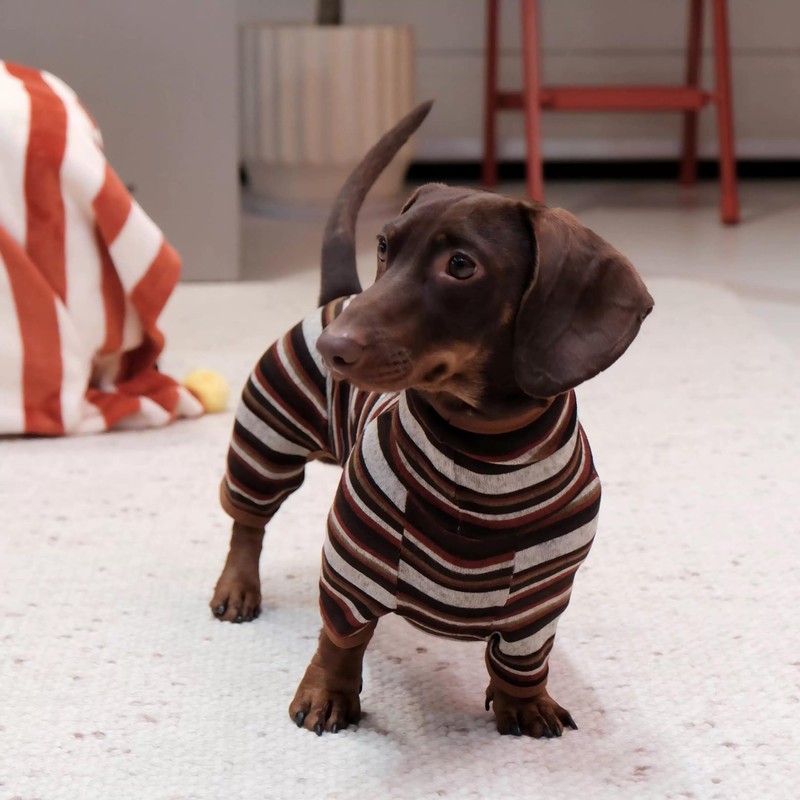 Whalemire Dachshund Lightweight Striped Four-Leg Dog Jumpsuit, Soft Breathable Stretch