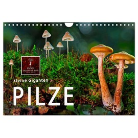 Mushrooms - Little Giants (Wall Calendar 2025 DIN A4 Landscape), CALVENDO Monthly Calendar