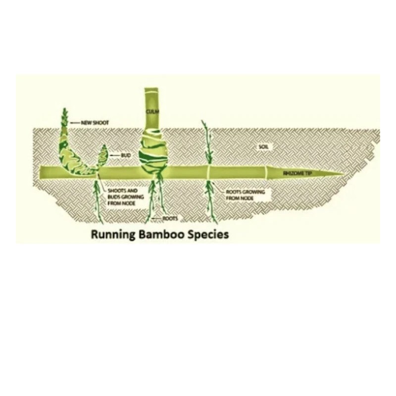 Roots live BAMBOO ROOTS / Plant natural privacy fence CANOPY