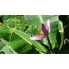 Pink Flowering Banana 10 Seeds Musa Velutina Perfect Tropical
