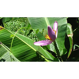 Pink Flowering Banana 10 Seeds Musa Velutina Perfect Tropical