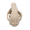 VOANZO Resin Fox Skull Model Replica, Dinosaur Tooth Skull Fossil,