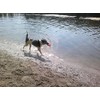 Floating Hand Frisbee Dogs and more from Berlin Fabric 'Small',