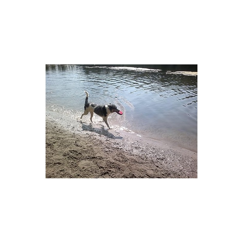 Floating Hand Frisbee Dogs and more from Berlin Fabric 'Small',