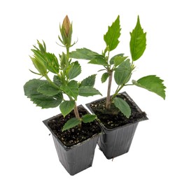 4 Red Dragon Hibiscus | Live Plants in 2.5-inch Nursery Cubes | Hibiscus rosa-sinensis 'Mongon' Variety | Tropical Red Double-Blossomed Blooms | Drought-Tolerant Evergreen Shrub for Home and Garden