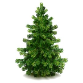 Sweet Pine Premium Fragrance Oil, 4 Oz. Bottle