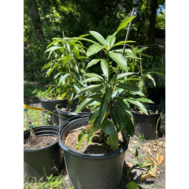 Tree Carrie Semi Dwarf MANGO TREE GRAFTED (2-4 Feet Tall).