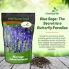 Outsidepride Blue Sage Salvia Farinacea Wild Flower Plant Seeds -