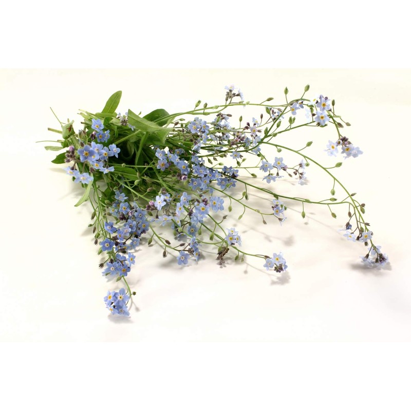 Health Embassy Speedwell Herb (Veronica Officinalis – Veronicae Herba) (100g)