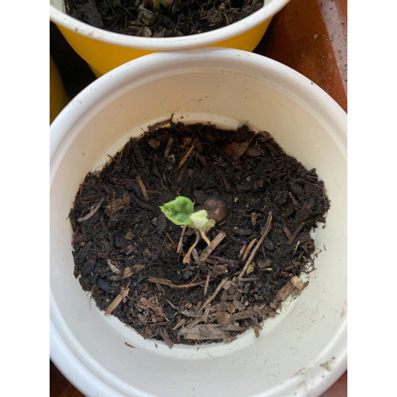 Tree 2 LOQUAT FRUIT TREE 3-6 Months Old Tree 2/3”