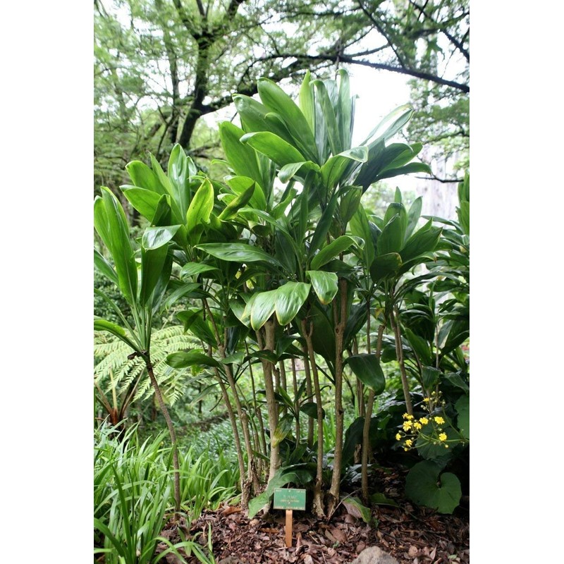 Hawaiian Ti Good Luck Plant Logs 1 Red 1 Green