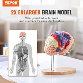 VEVOR Human Brain Model Anatomy 4-Part Model of Brain w/Labels & Display Base Color-Coded Life Size Human Brain Anatomical Model Brain Teaching Human Brain for Science Classroom Study Display Model