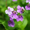 Eden Brothers Chinese Violet Cress Seeds