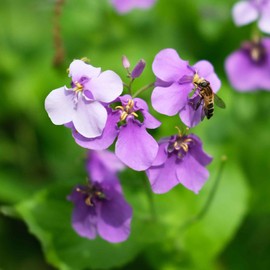 Eden Brothers Chinese Violet Cress Seeds