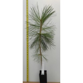 Tree Ponderosa Pine-  20 - 27" 3 year old trees- Pacific sub species- For Landscape - 1 tree