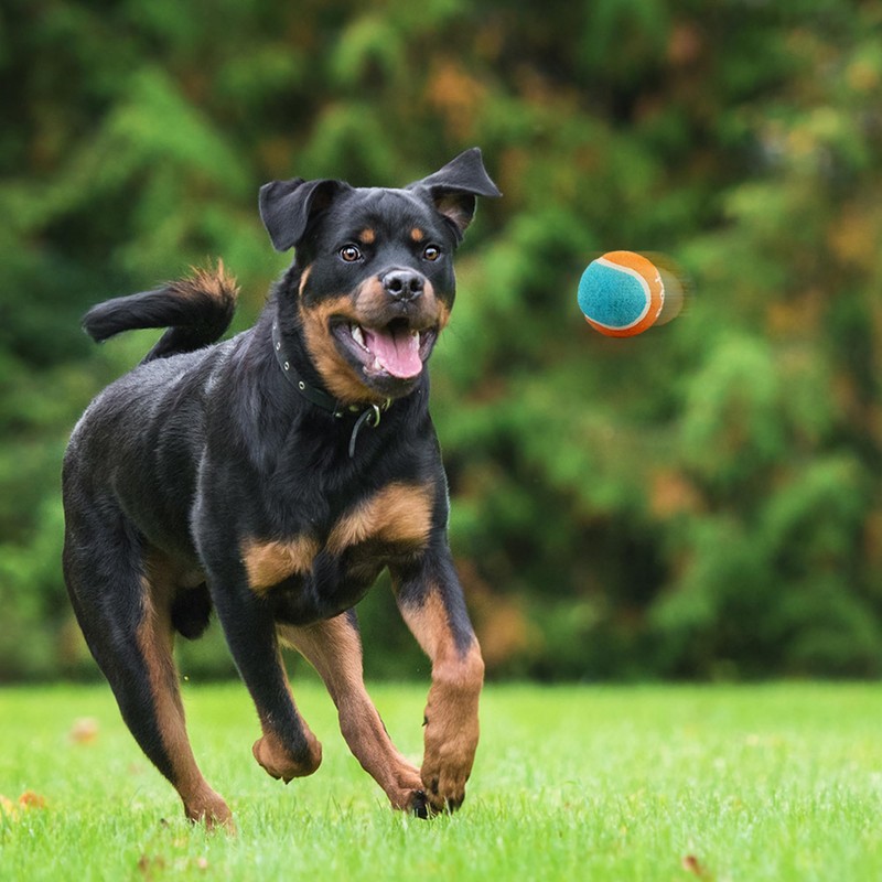 ALL FOR PAWS - Lanzador de bolas para perros, 4