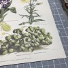 Botanical wood sorrel primrose spotted orchid for Paper cut 3D