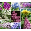 PeavyTailor 50 Yellow Lilac Seeds Fragrant Flower Shrub Bush Japanese