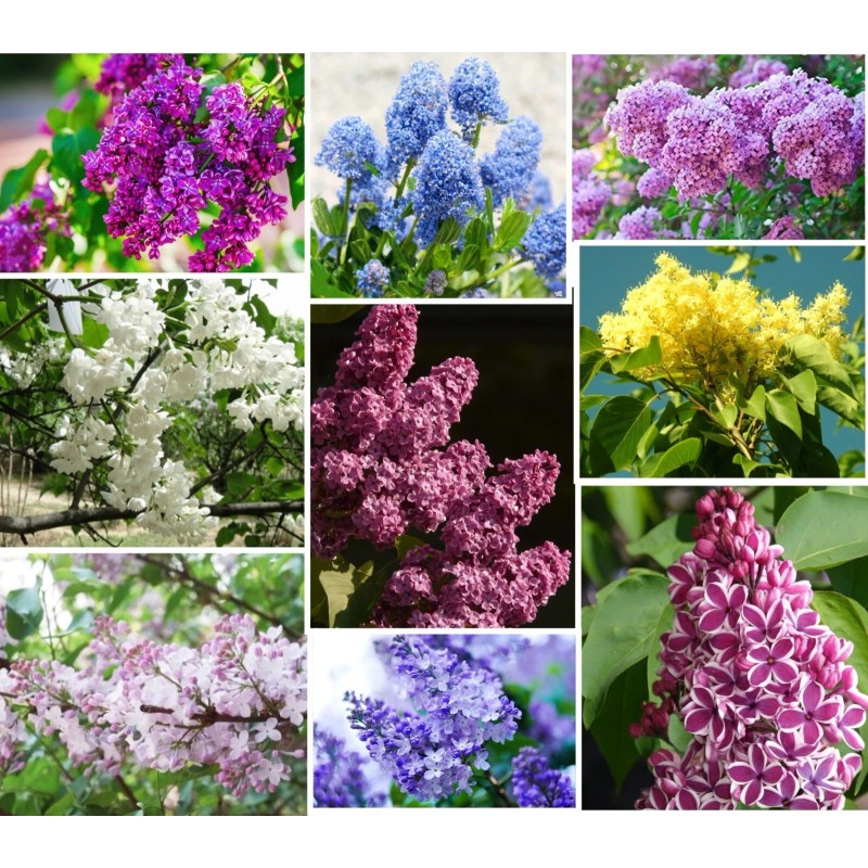 PeavyTailor 50 Yellow Lilac Seeds Fragrant Flower Shrub Bush Japanese