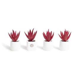 U Brands Succulent Magnets, 12 Count