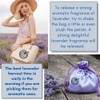 STAFECO® LAVENDER Top Grade Dried Flowers Bugs Sachet harvest time