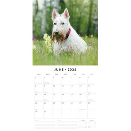 Red Robin 2025 Scottish Terriers Monthly Wall Calendar | 12" x 24" Open | Premium Thick & Sturdy Paper | Hangable 12 Month Calendar | Plastic Free | 4 Month Transition Page for 2024