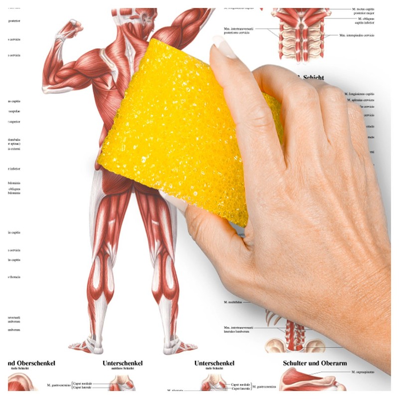 Sport-Tec Deep Muscle Layers Back Mini Poster Anatomy 34 x