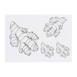 4 x 'Ginger Root' Temporary Tattoos - Water Resistant, Skin-Safe, Non-Toxic Transfers, Mixed Sizes (TO00084850)