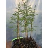 Tree 5 Tree Bald Cypress - Forest Bonsai