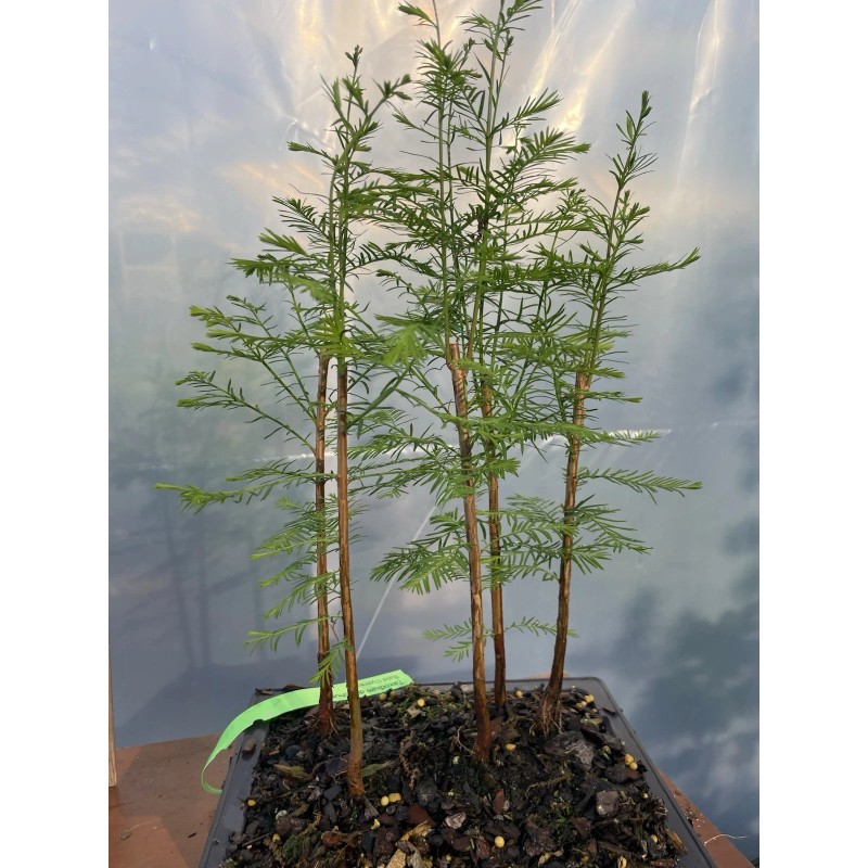 Tree 5 Tree Bald Cypress - Forest Bonsai