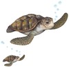 Create-A-Mural : Sea Turtle Wall Decal ~Realistic Undersea Animal for