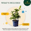Key Lime Trees Indoor Plants Outdoor - Limes Citrus Tree