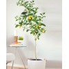 70 Seeds Lemon Trees Dwarf Lemon Bonsai. Perfume Lemon All-in-One