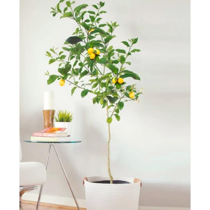 70 Seeds Lemon Trees Dwarf Lemon Bonsai. Perfume Lemon All-in-One