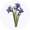 24 x 40mm Round 'Blue Iris Flowers' Stickers (SK00048759)